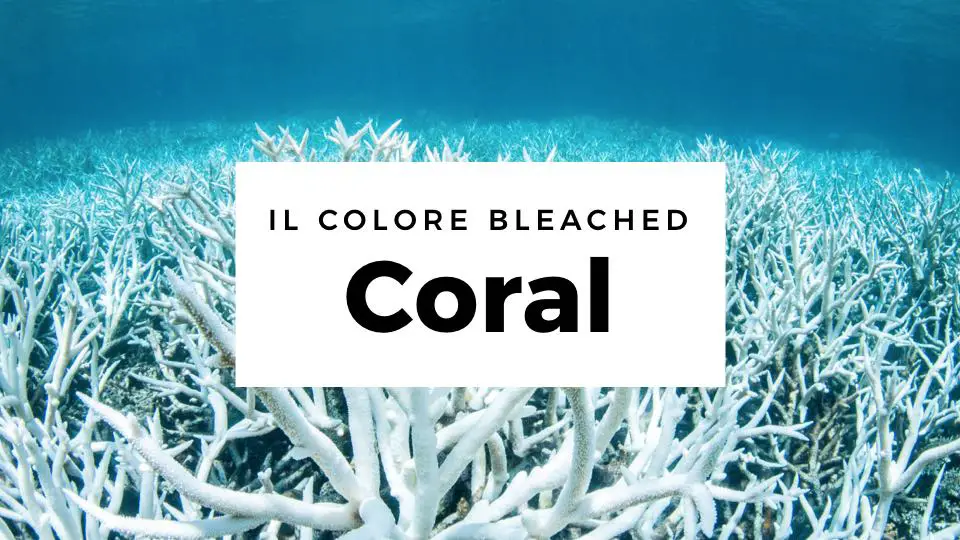 Colore Bleached Coral