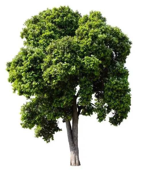 albero 1