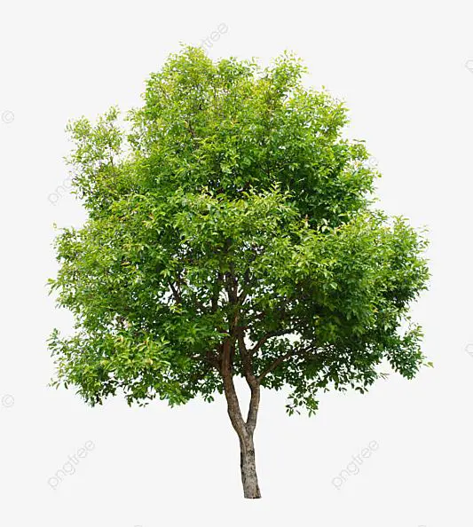 albero 3