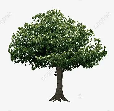 albero 4