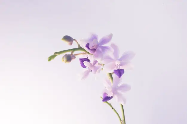 closeup shot light purple flower 181624 9474