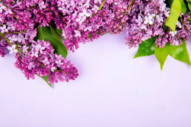 top view lilac flowers isolated white background with copy space 141793 9106