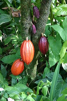Marrone cacao