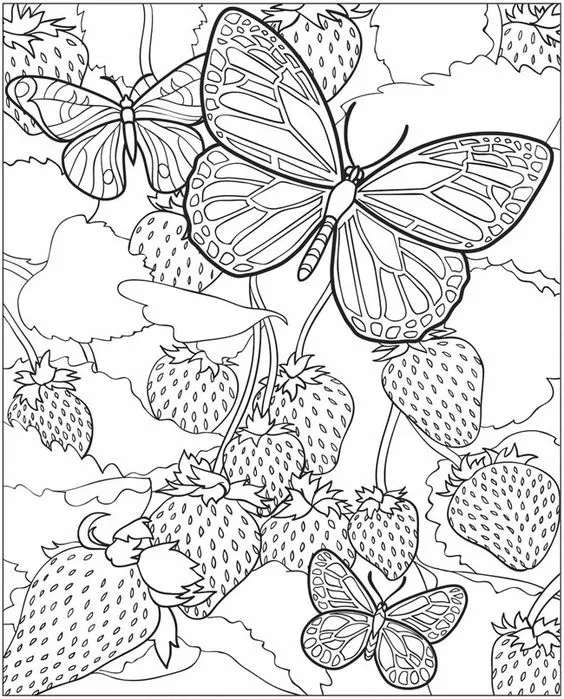 farfalla disegno