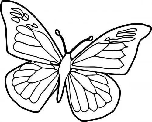 disegno farfalla