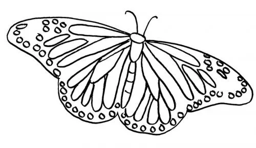 immagini farfalle