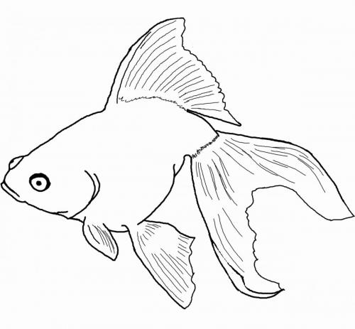 disegni pesce 2