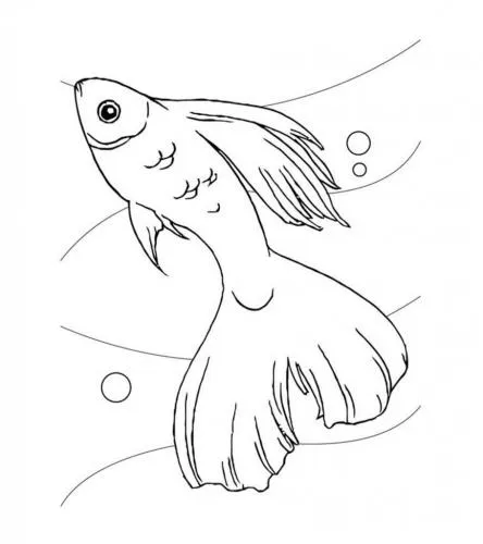 disegno pesce 2