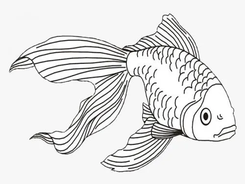 disegno pesce 6