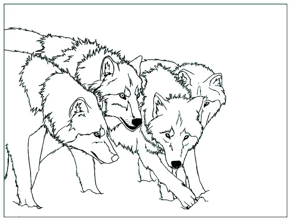 disegno lupi da colorare